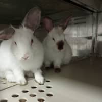 Photo of Flopsy & Nibbles