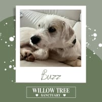Photo of Buzz