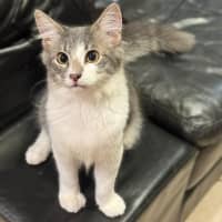 Photo of Inca