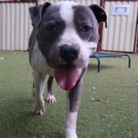 Photo of Billy Boy 
