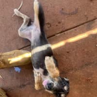 Photo of Heddie (Bonnie)