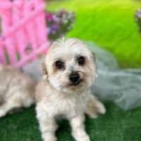 Photo of Bianca / Stella