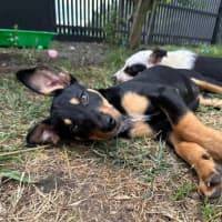 Photo of Queens Gambit