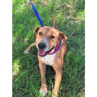 Photo of Sage *$350 Adoption Fee*