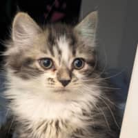 Photo of Veruca