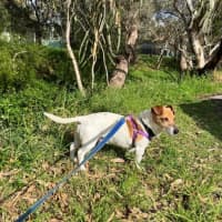 Photo of Rusty Kumara