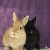 Photo of Kloe & Grim