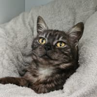 Photo of Pretty Woman