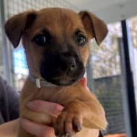 Photo of D1164 Dorey