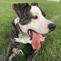 Photo of Oliver