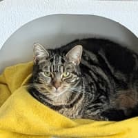 Photo of Jasmine *9 Lives Project Rescue*