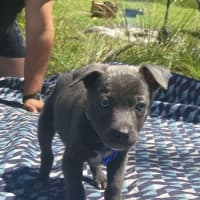 Photo of Salt   8 Week Old Kelpie X (Hold)