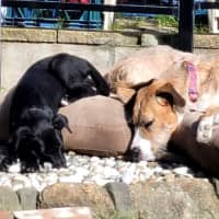 Photo of Pumpkin   12 Week Old Wolfhound X