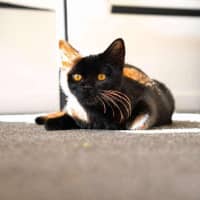 Photo of Faye