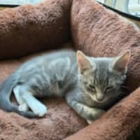 Photo of Ranger *9 Lives Project Rescue*