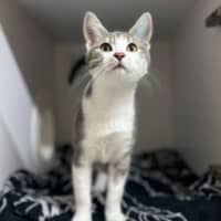 Photo of Atlas