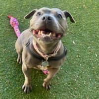 Photo of Penny