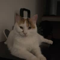 Photo of Bella   Located In Windsor