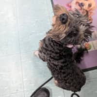 Photo of Oreo