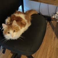Photo of Nemo