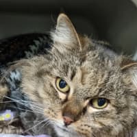 Photo of Kit