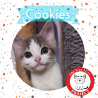 Photo of Cookies *9 Lives Project Rescue*