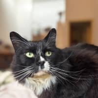Photo of Arlo 🖤