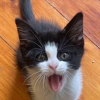 Photo of Bashful