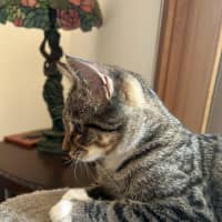 Photo of Cosmo