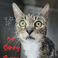 Photo of Sammy Sparrow