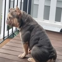Photo of Mesha
