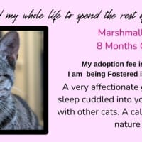 Photo of Marshmallow