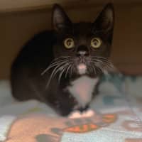 Photo of Rocket