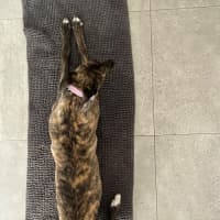 Photo of Lily
