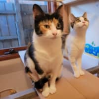 Photo of Milo Nws ** 2nd Chance Cat Rescue**