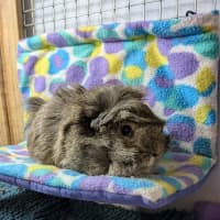 Photo of Womby 