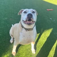 Photo of Spud Imp 1305