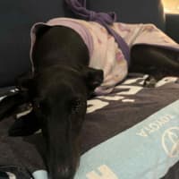 Photo of Carla, They Greyhound