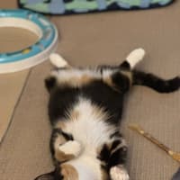 Photo of Gilly Bunny