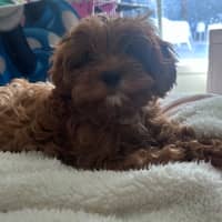 Photo of Koda 