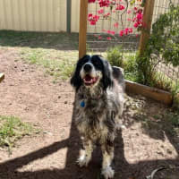Photo of Pippa