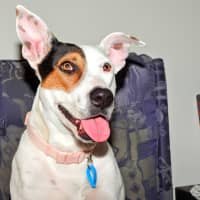 Photo of Lola (Was Honey)