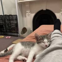 Photo of Toby (Short For Dweezlewamba)