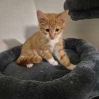 Photo of Simba
