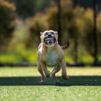 Photo of Slinky Imp 2507