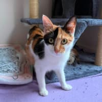 Photo of Akira ** 2nd Chance Cat Rescue **