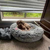 Photo of Peach