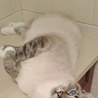 Photo of Gracie