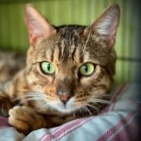 Photo of Raja