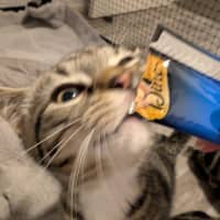 Photo of Timmy (Bob)